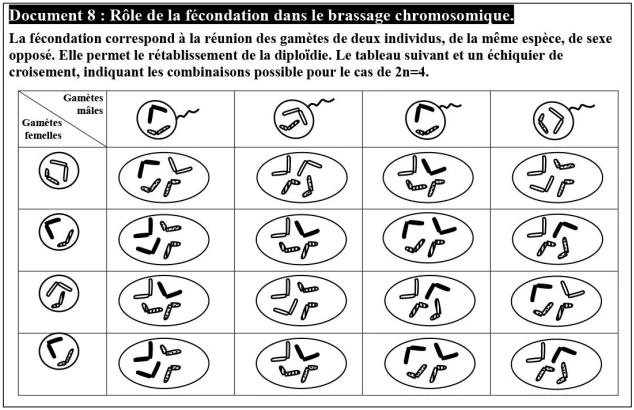 Transfert de l’information génétique au cours de la reproduction sexuée